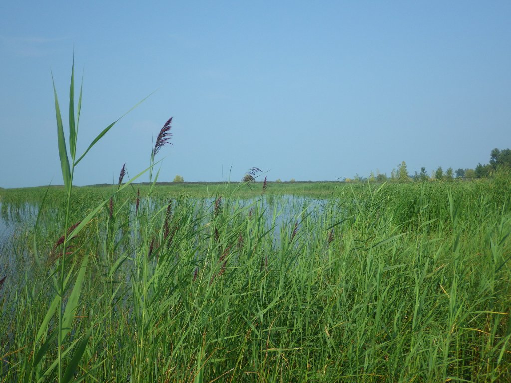 To stop an invasion, our scientists at the Michigan Tech Research Institute and Great Lakes Research Center are thinking out of the box and crossing disciplines.