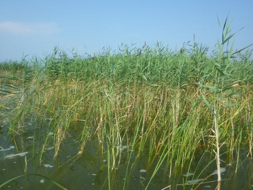 Invasive Species Phragmites Invasive Species Phragmites