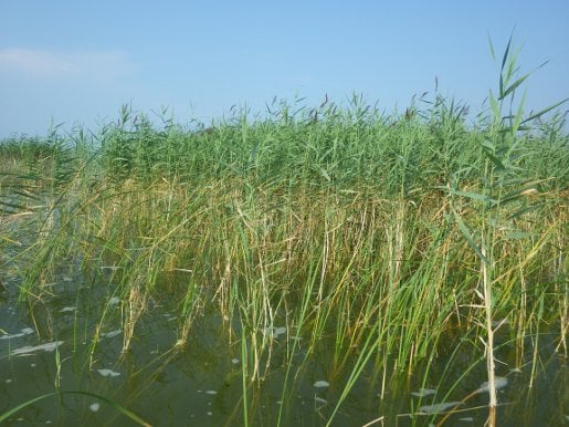 Invasive Species Phragmites