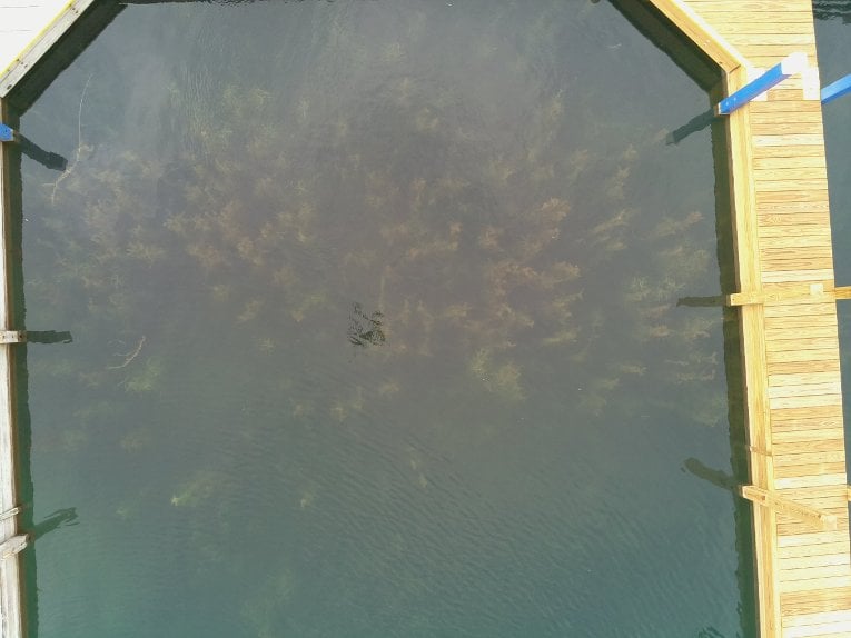 Invasive Species Drone Imagery Invasive Species Drone Imagery