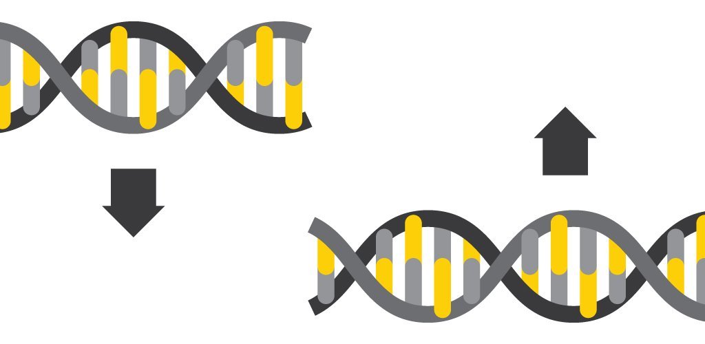 DNA repair is crucial for fixing double strand breaks in DNA. Combining new technologies in gene editing could detect the process more efficiently in plants.