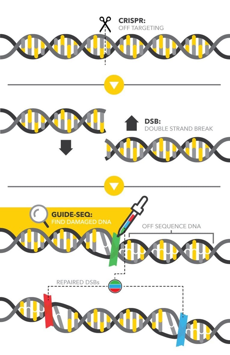 Graphic of repairing DNA process.