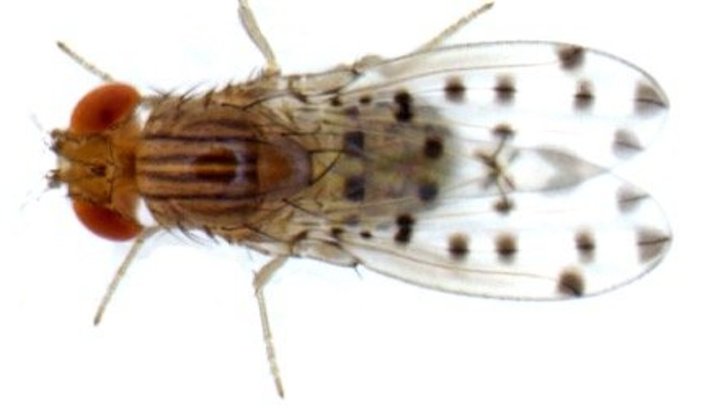 Drosophila guttifera is another species Thomas Werner studies in his genetics lab.