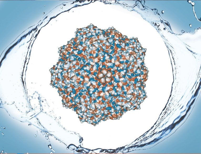 Virus Model The water-repellant shell of proteins that make of the capsid of a porcine parovirus was the focus of Caryn Heldt's study.