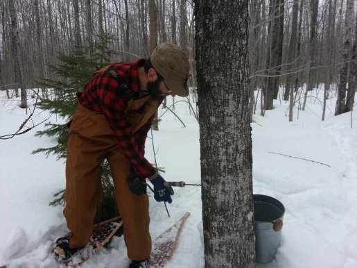 NCA tapping Tapping a tree.