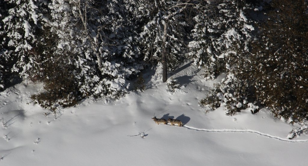 For the second year in a row, the Isle Royale wolf population remains a mere two.