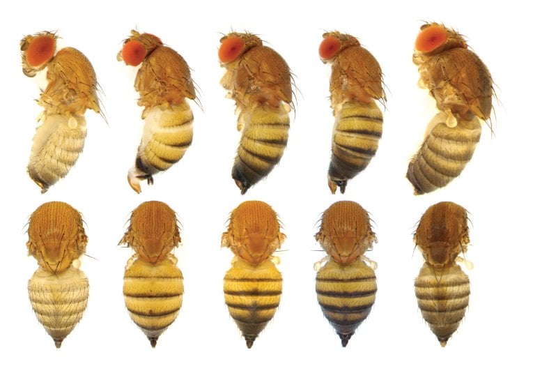 The color variation here shows the range of female Drosophila suzukii specimens that are often found in banana traps and even on tomato and mushroom baits. 