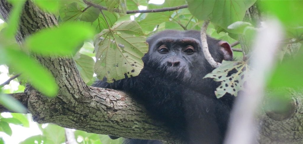 Chimps Main