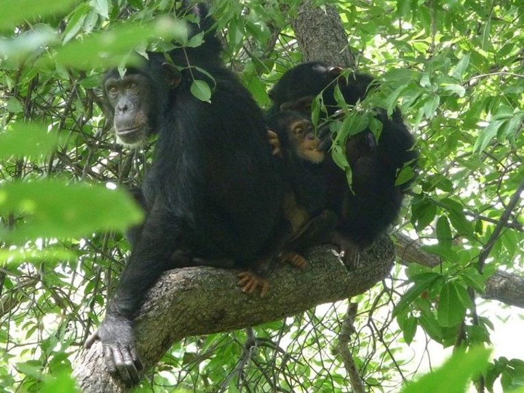 Chimps Group Ontl has observed several chimp groups in West Africa, including the Fongoli chimps.