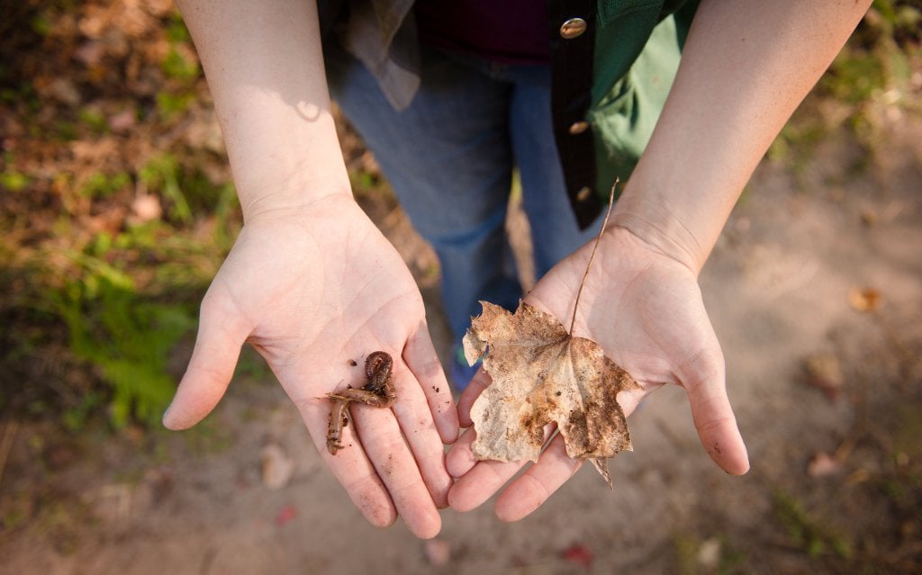 Earthworms may be threatening maple trees.