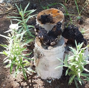 White birch with Chaga in the north bed of the Medicine Wheel garden. .