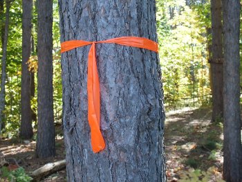 These trees aren't coming down. They're marked for practice measurements.