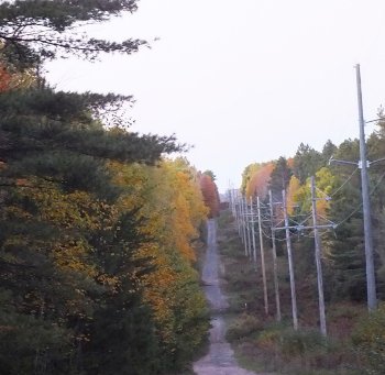 Paulding Light this tree line