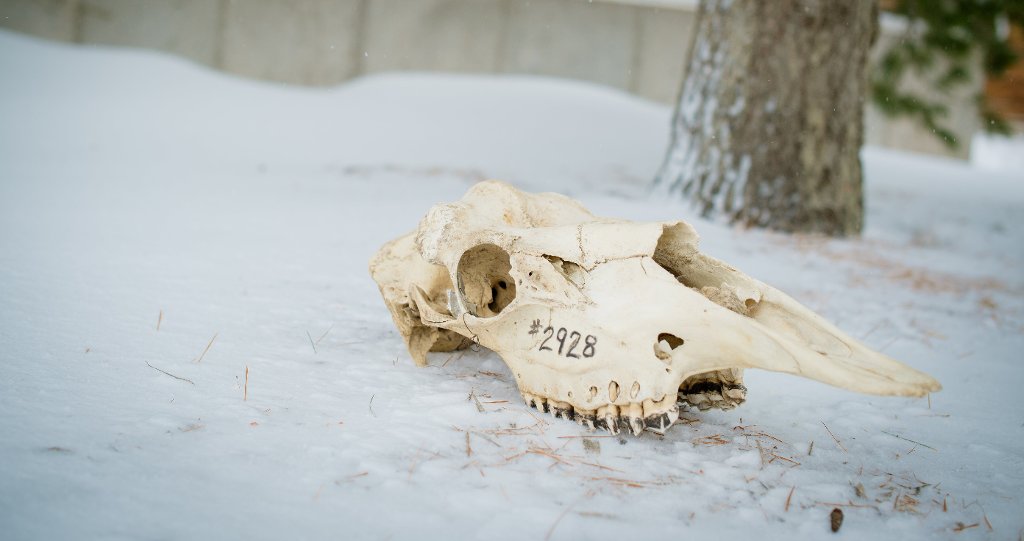 The researchers measured the length, width and height of moose skulls to study the impact of climate change on the iconic Northwoods species.