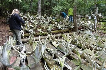 moose skulls on Isle Royale