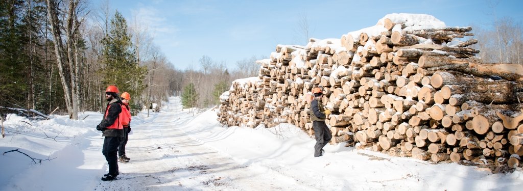 Loggers in safety vests stand next to a pile of cut trees