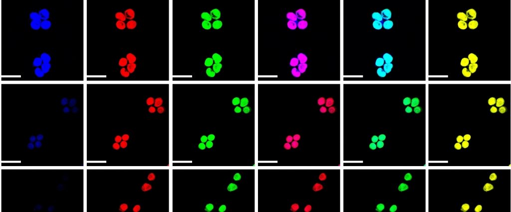 black squares with bright colored cellular structures