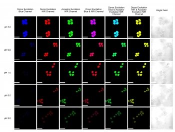 black squares with brightly colored cellular structures