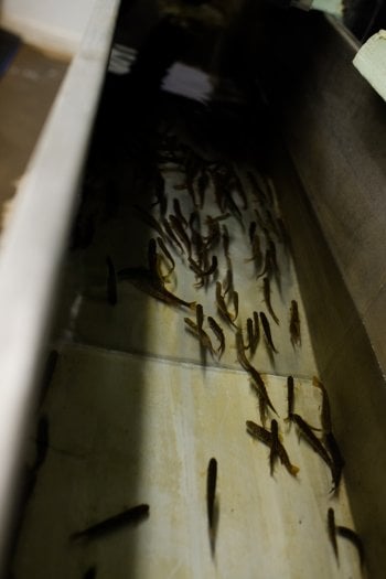 Fish fry swim in a concrete tub about 20 feet long and five feet wide.