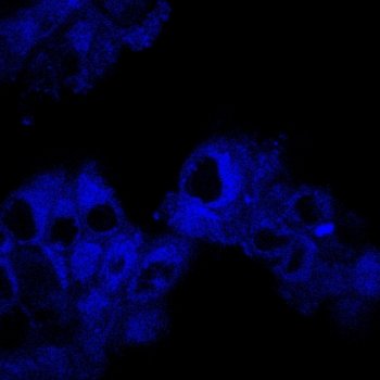 Circular cells light up with blue fluorescence