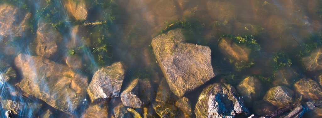 Rocks and aquatic plants in river water.