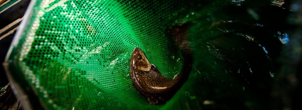A brook trout in a net.