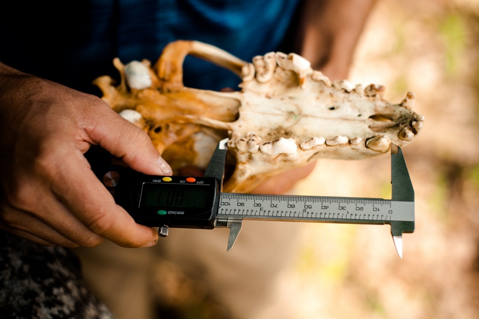 The mouth of a wolf skull, teeth-side up, measured by handheld calipers.