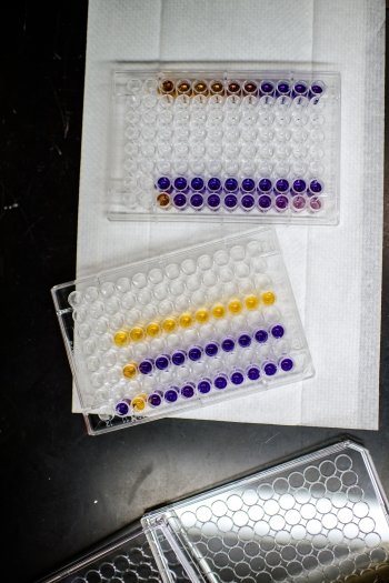 assays trays with purple and yellow gels