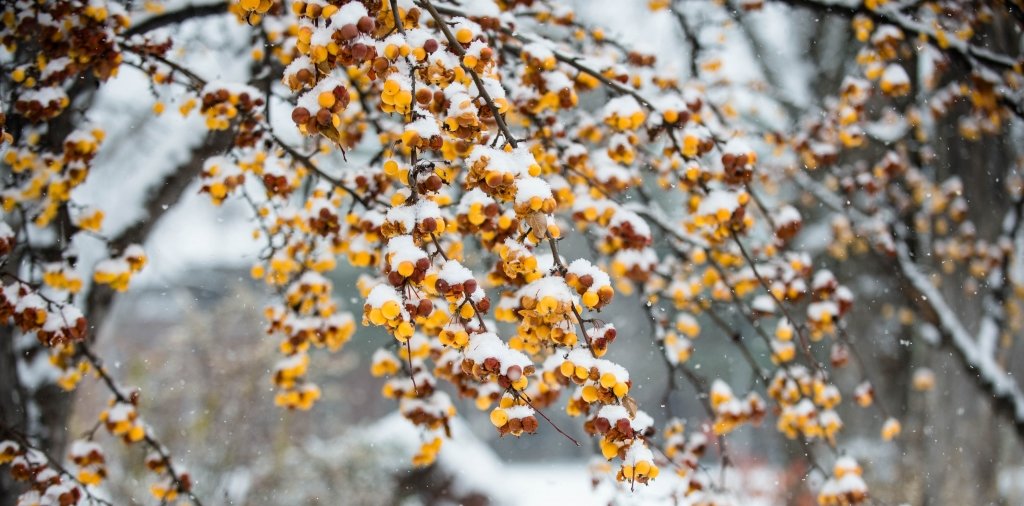 Closeup of tree with snow on branches and leaves