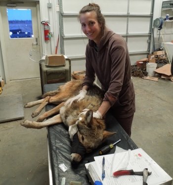 A woman stands next to a red wolf lying on its side on a table.