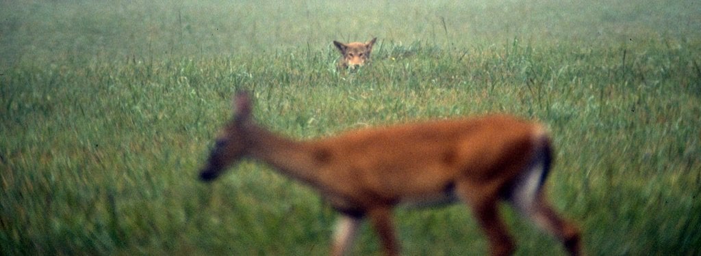 A red wolf watching deer at Cades Cove in the Great Smoky Mountains. Image Credit: B. Crawford/USFWS, 2004