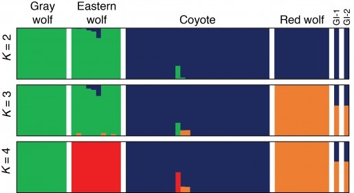 A bar graph depicting genetic assignment of gray wolves, coyotes, red wolves and the admixed canids on Galveston Island.