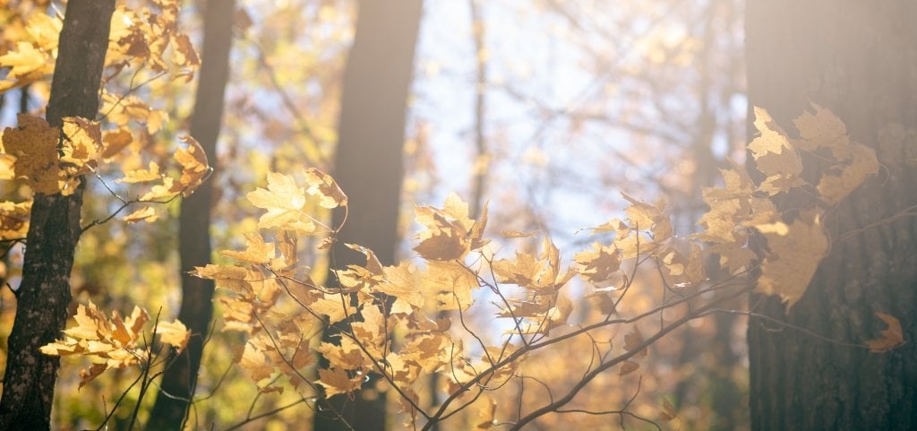 Autumn leaves in a forest