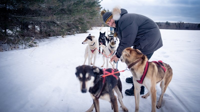 A young man tends to his sled dog team on a snowy pine-lined trail in the woods.