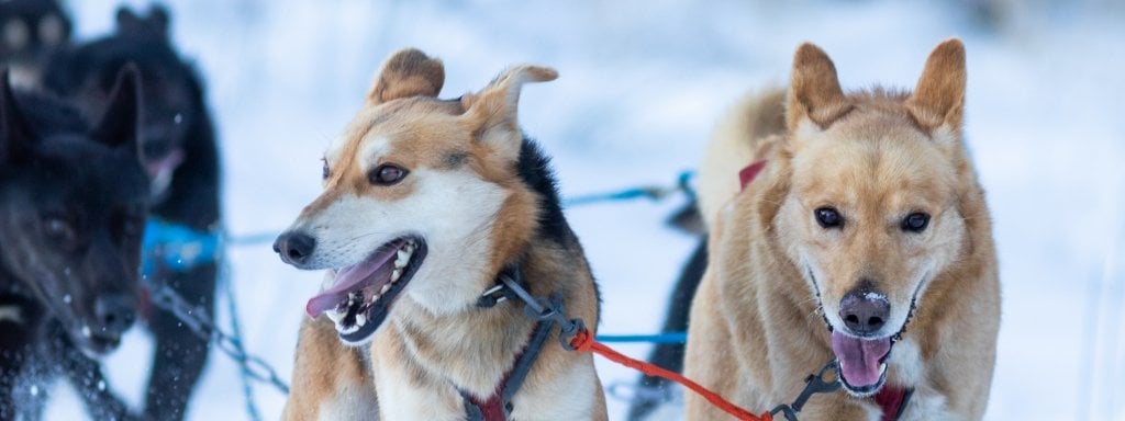 Two sled dogs in the foreground and a team of Alaskan huskies harnessed and running in the snow.   