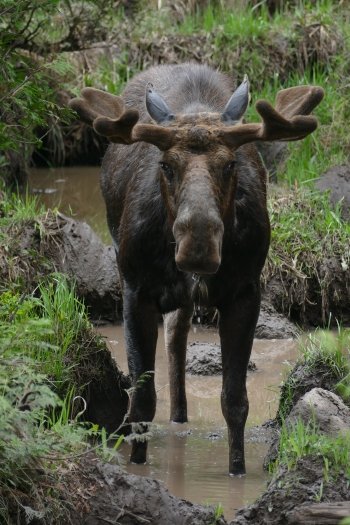bull moose in mud