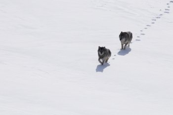 wolves running through snow