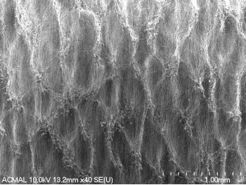 microscopic image of fiberous material