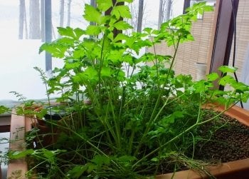 green plants bushing out of an aquaponic grow bed inside with the snowy forest in the background outside