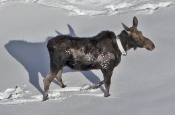 A moose with a collar around its neck.