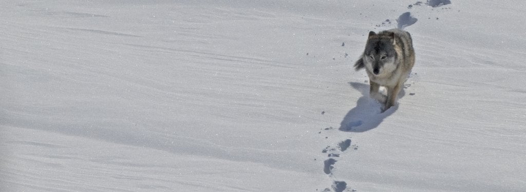A wolf walks through the snow.