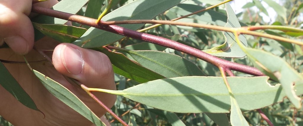 A person's hand holding a branch of a blue mallee eucalyptus plant.