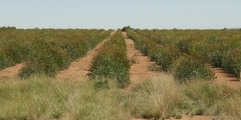 Blue mallee eucalyptus plants growing in a field.