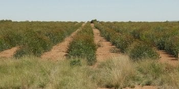 Blue mallee eucalyptus plants growing in a field.