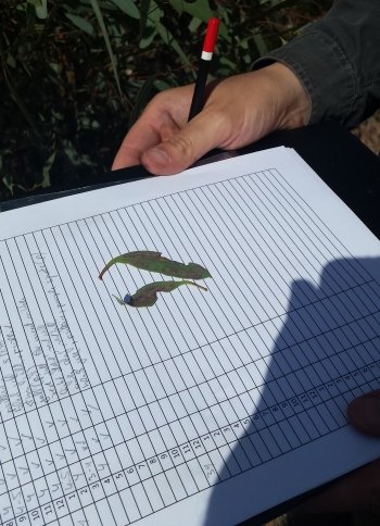 A person's hands holding a clipboard on which they are recording notes about blue mallee leaves.
