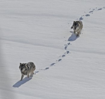two wolves walking through snow