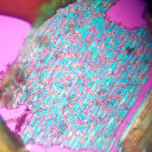 A moose pellet under a polarized microscope which closely resembles fish scales.
