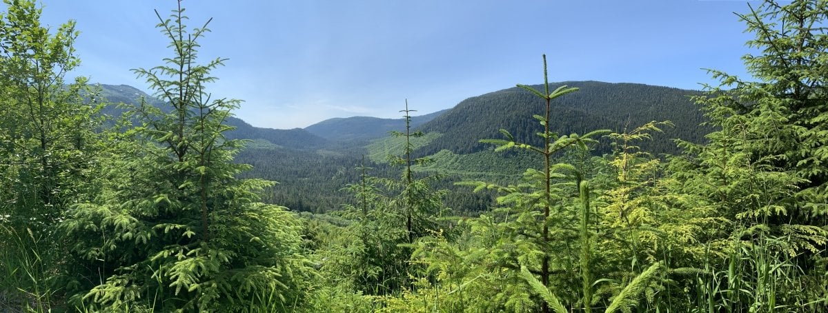 A regenerating forest after being harvested, Prince of Wales Island, southeast Alaska. Credit: Nathan Prangley forest overlook