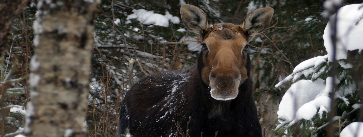 A moose stares straight back at the photographer. Snow-covered trees surround the moose.