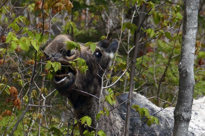 A moose eats leaves off of a tree.